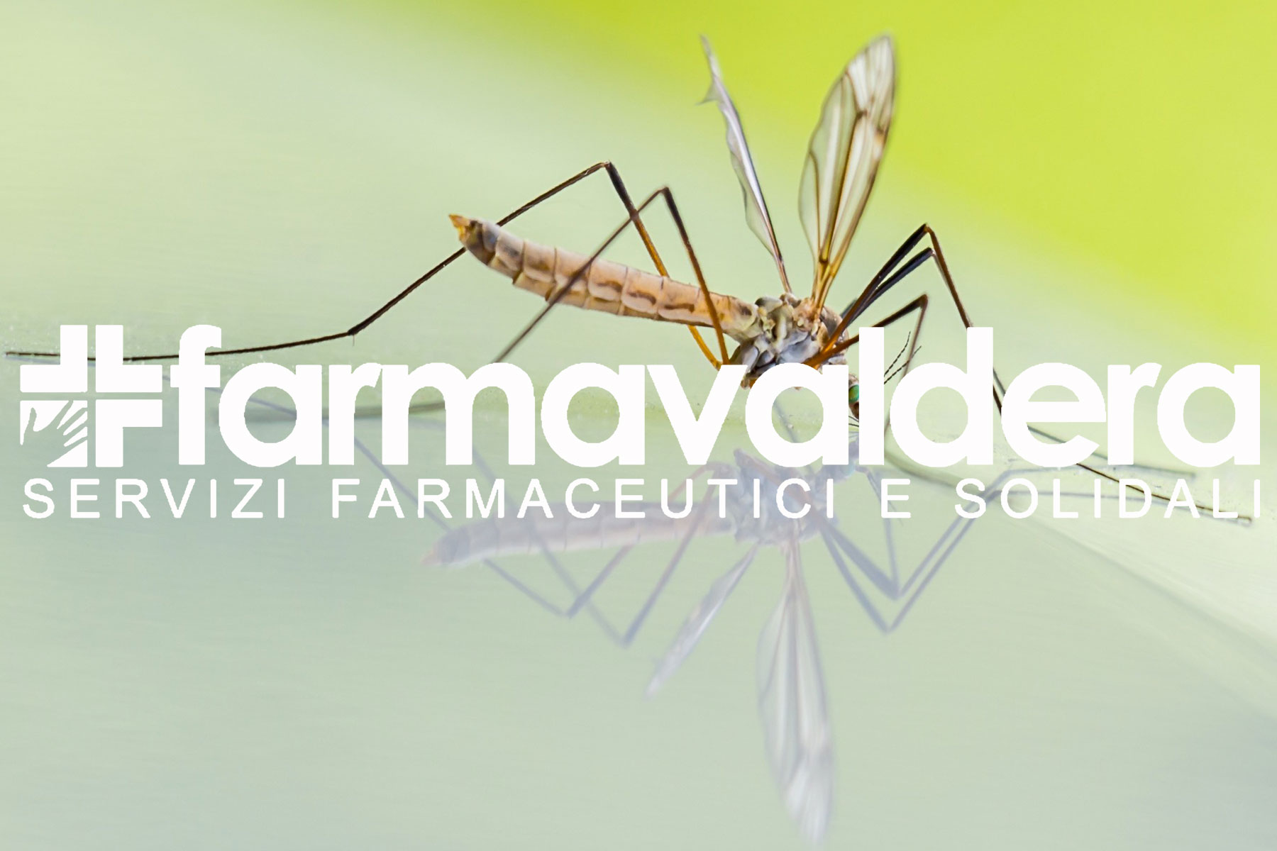 Zanzare: che fastidio! - Parte II - Farmavaldera